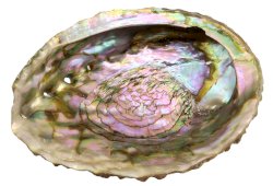 Concha d'Abalone Rosa 12-15cm