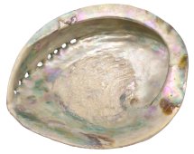 Concha d'Abalone Natural XL 15-16cm