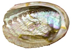 Concha d'Abalone Natural Verde 'Haliotis' 10-12cm