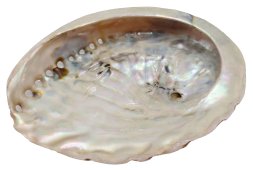 Concha d'Abalone Natural 12-15cm