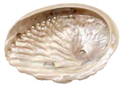 Concha d'Abalone Natural 10-12cm
